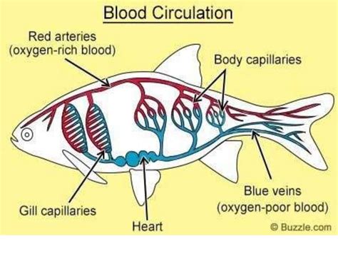 Why is the circulatory system of fish classified as simple and .